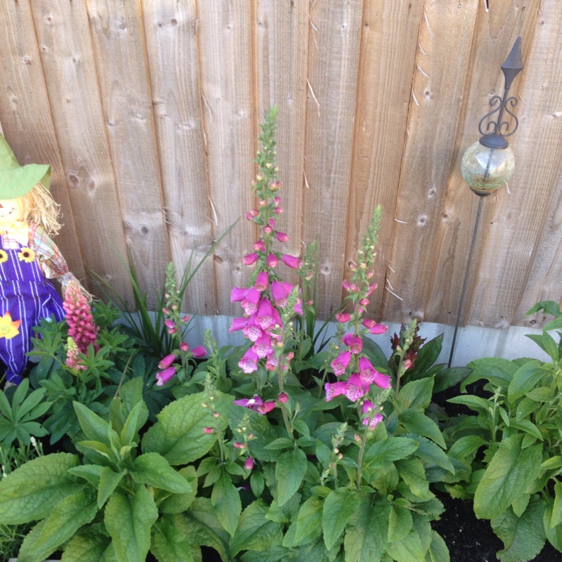 Common Foxglove