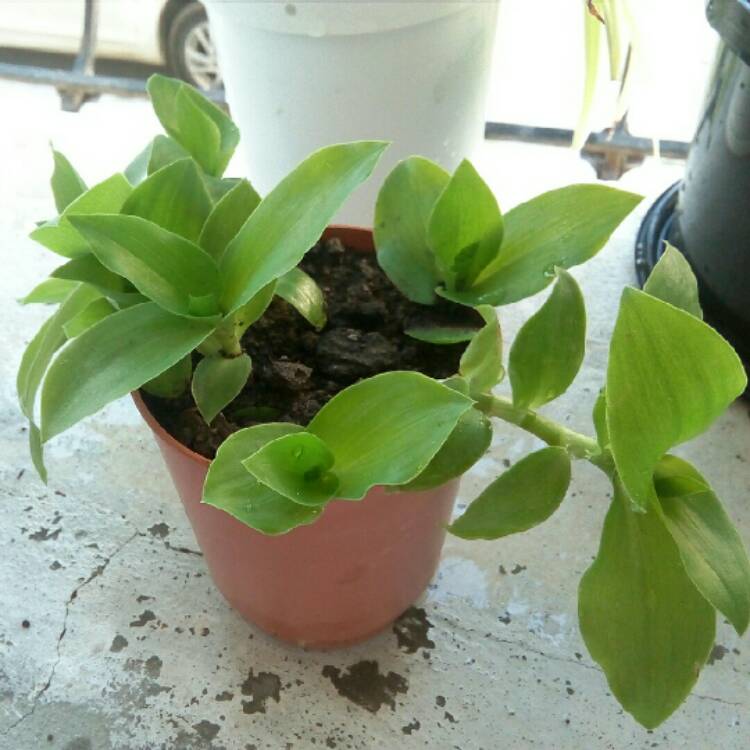 Plant image Tradescantia cerinthoides syn. Tradescantia blossfeldiana, Tradescantia 'Red Hill'