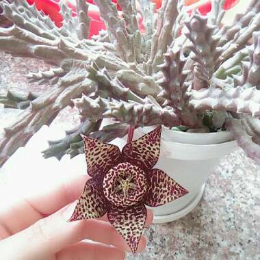 Stapelia Variegata