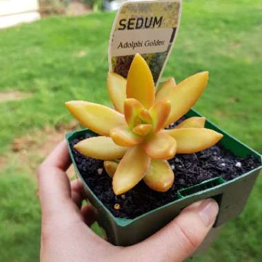 Sedum Adolphi