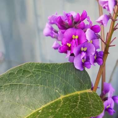 Hardenbergia violacea 'Happy Wanderer'