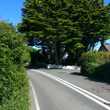 Cedar of Lebanon