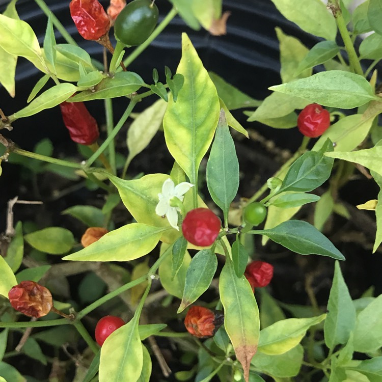 Plant image Capsicum Annuum 'Piquin'