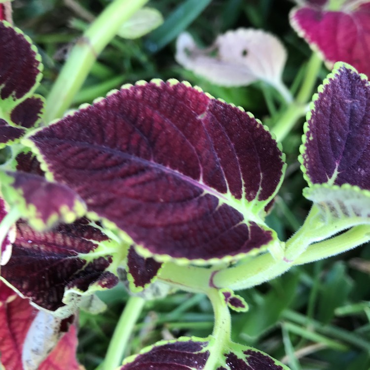 Plant image Solenostemon scutellarioides 'Chocolate Mint'