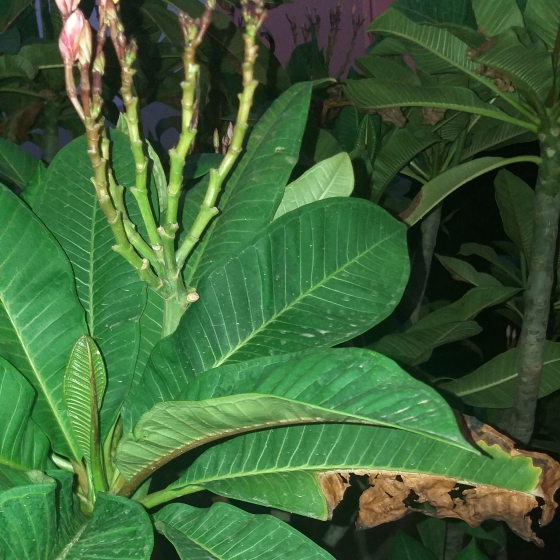 Plant image Plumeria Rubra 'Celadine'