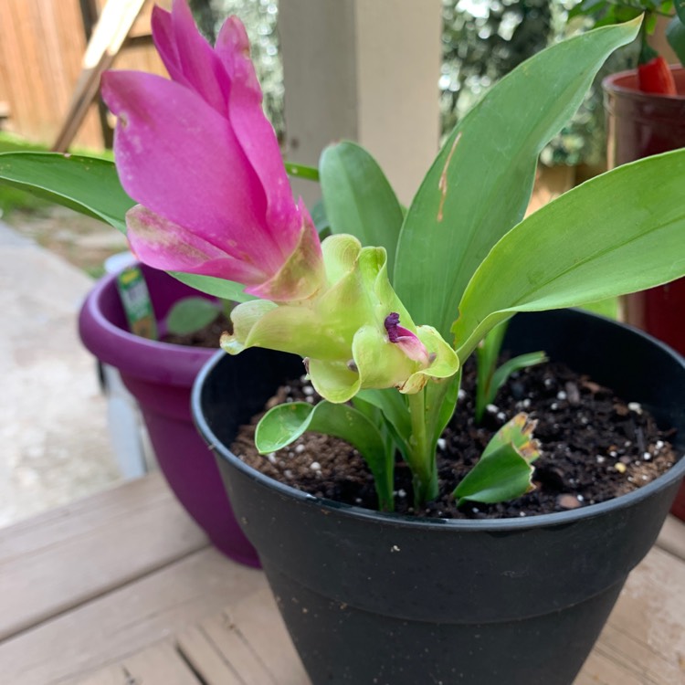 Plant image Curcuma alismatifolia