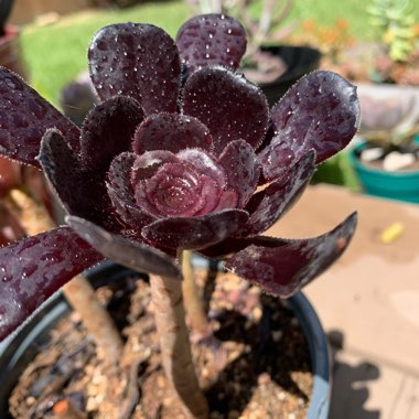 Aeonium 'Zwartkop'