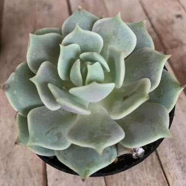 Echeveria 'Lola'