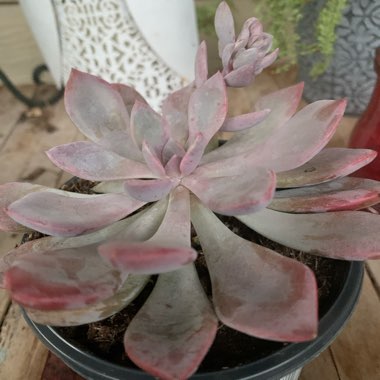 Graptopetalum 'Murasaki'