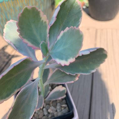 Variegated Lavender Scallops