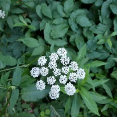 Queen Anne's Lace