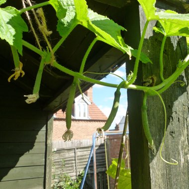 Cucumis Sativus 'Telepathy'