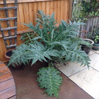 Cynara Scolymus