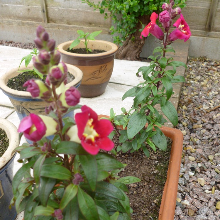 Plant image Antirrhinum majus 'Antiquity Mix' (Antiquity Series)