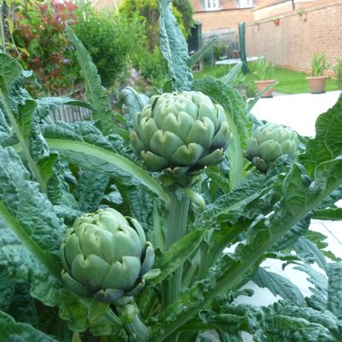 Cynara Scolymus