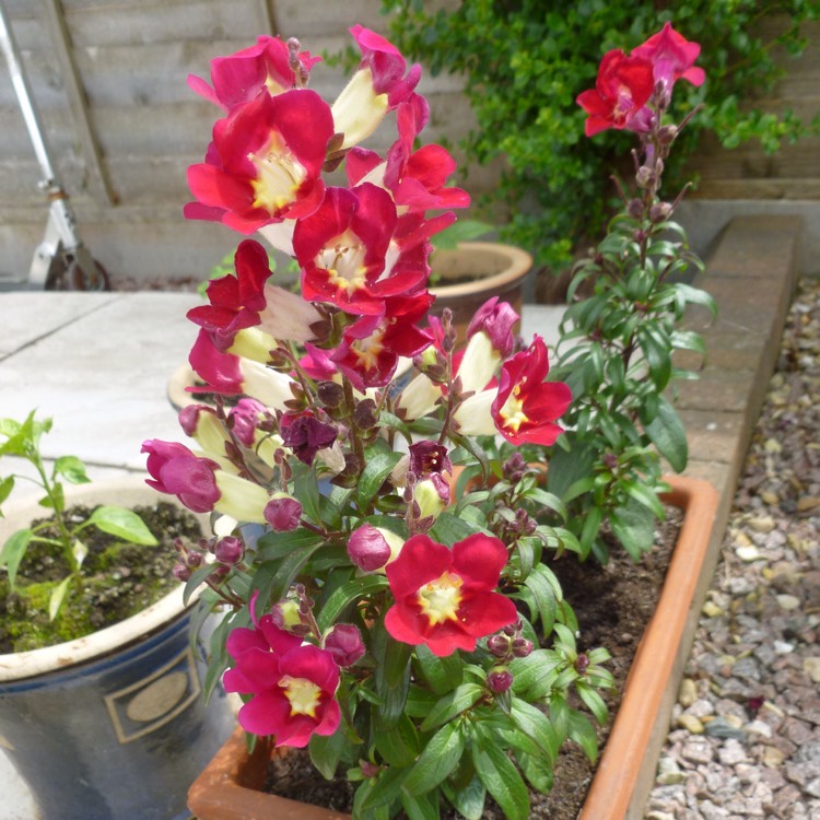 Plant image Antirrhinum majus 'Antiquity Mix' (Antiquity Series)