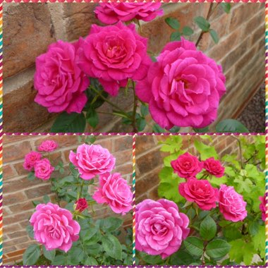 Rosa 'Chewpope' syn. Rosa 'Gloriana', Rosa 'Gloriana 97', Rosa 'Sugar Plum'