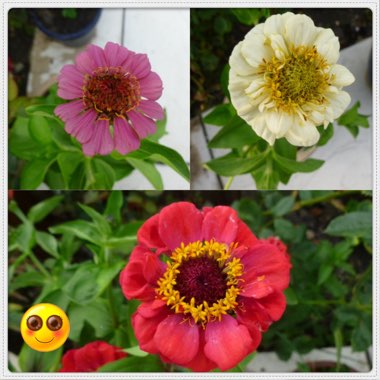 Zinnia 'Faberge Mix'