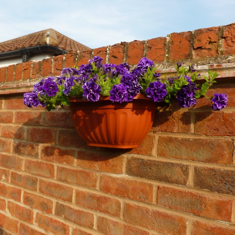 Plant image Petunia 'Belinda'