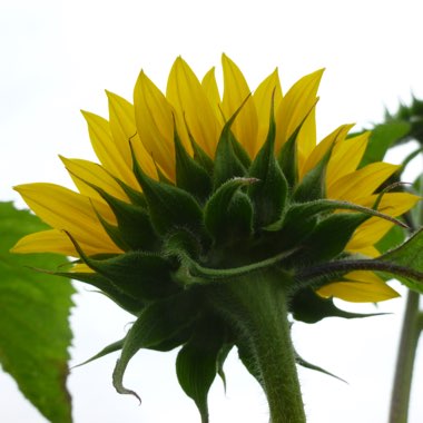 Helianthus annuus 'Sunburst'