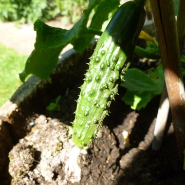 Cucumis sativus