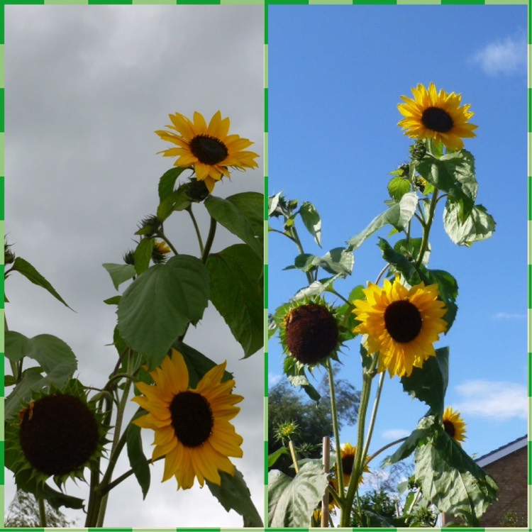 Plant image Helianthus annuus 'Sunburst'