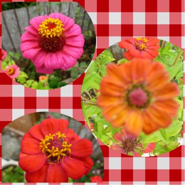 Zinnia 'Faberge Mix'