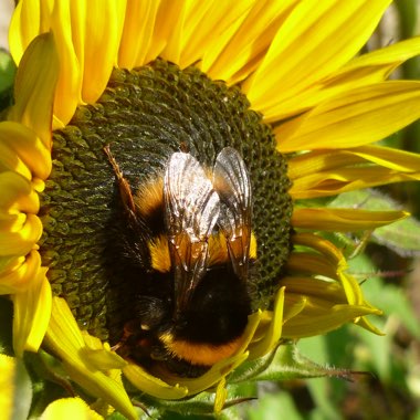 Helianthus annuus 'Sunburst'