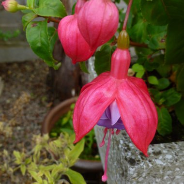 Fuchsia (Tender)