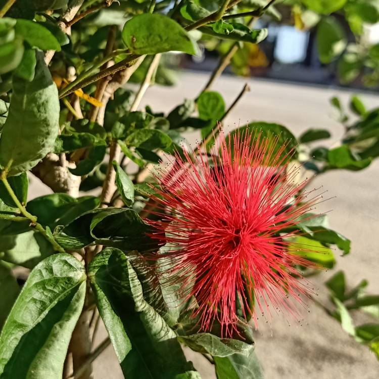 Plant image Calliandra haematocephala