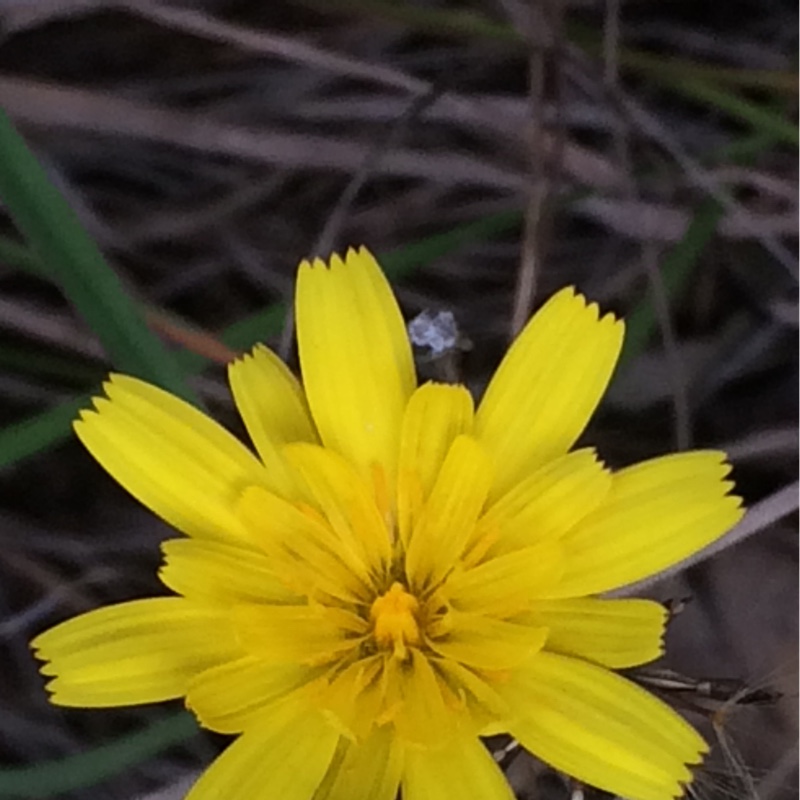 Plant image Microseris