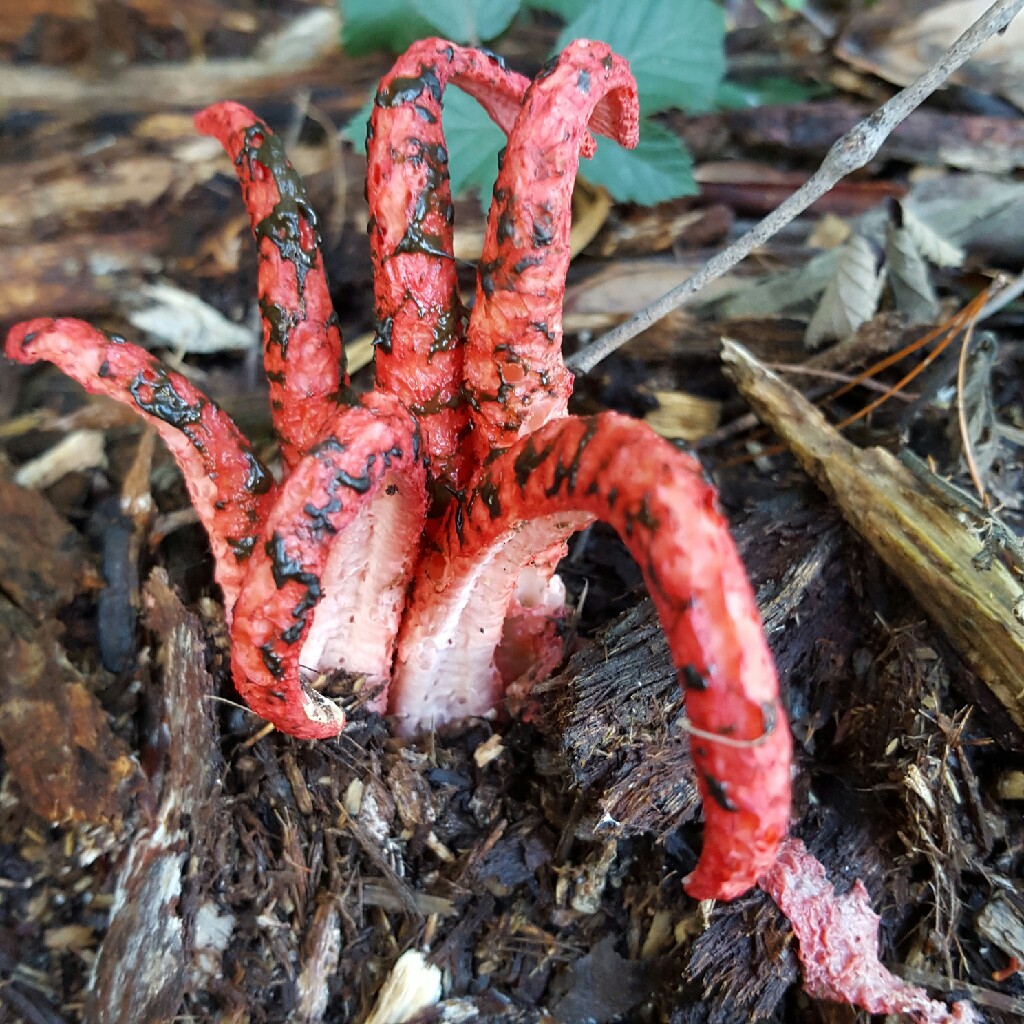 Clathrus archeri