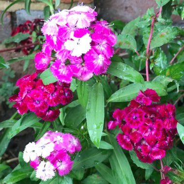 Sweet William