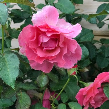 Floribunda Rose 'I Am Macmillan'