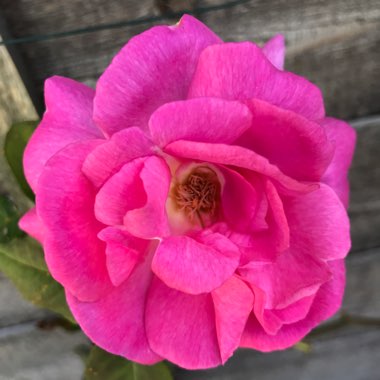 Rose 'Zephirine Drouhin' (Bourbon)