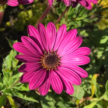 African Daisy