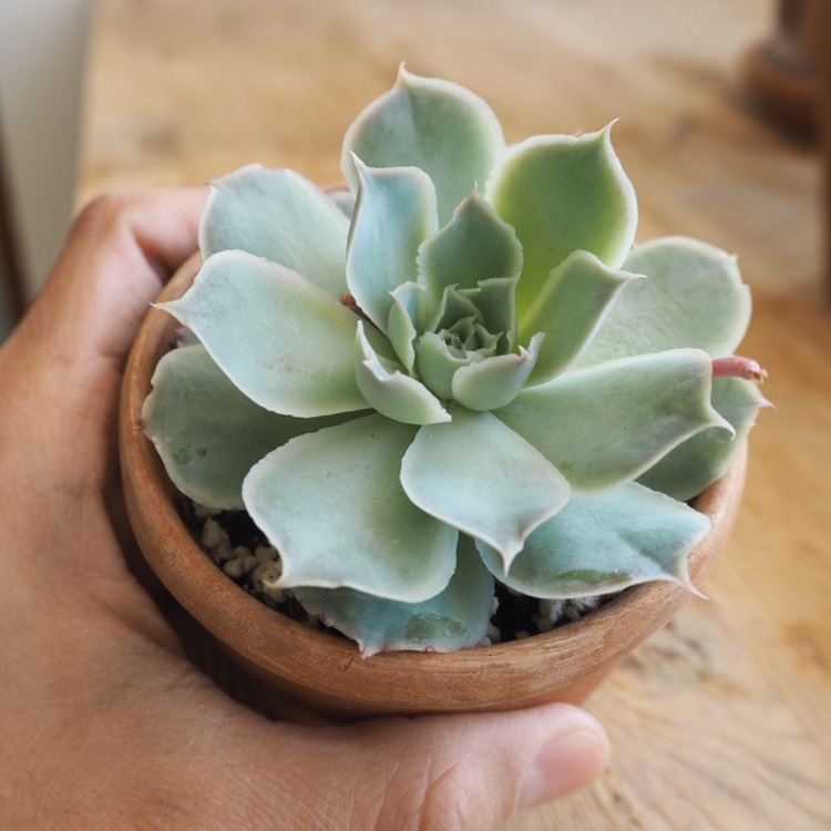 Plant image Echeveria Simulans Ascension