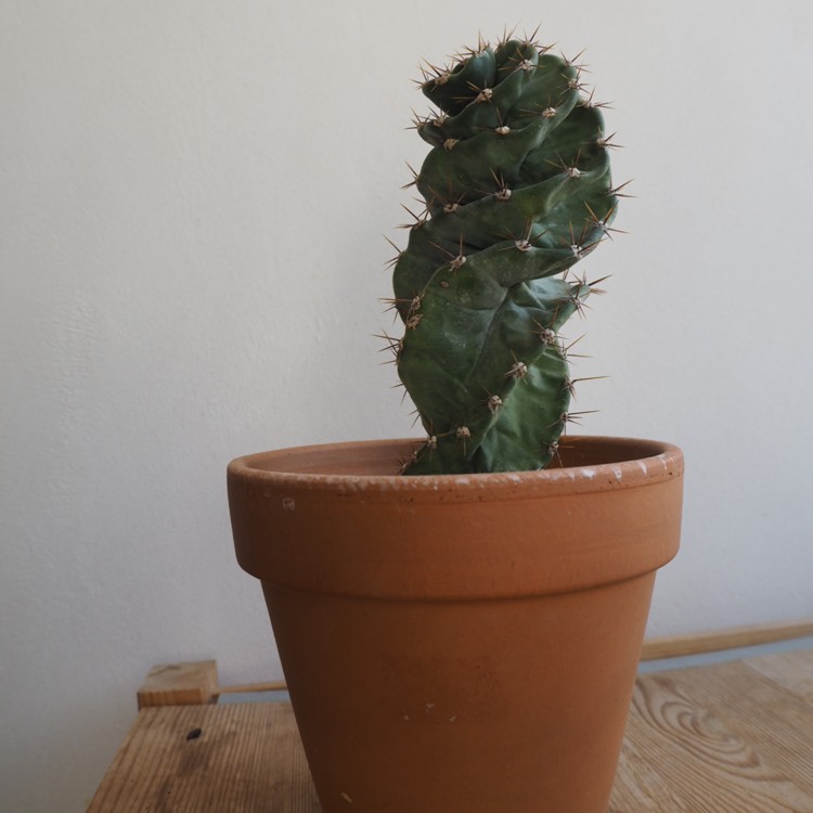 Plant image Cereus forbesii spiralis syn. Cereus validus 'Spiralis'