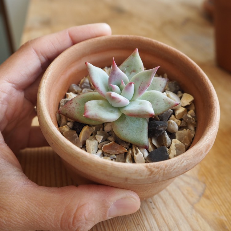 Plant image Echeveria Colorata fa. Tapalpa