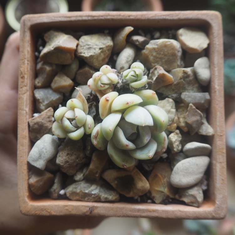 Plant image Echeveria Snow Bunny