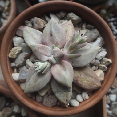 Echeveria Xichuensis