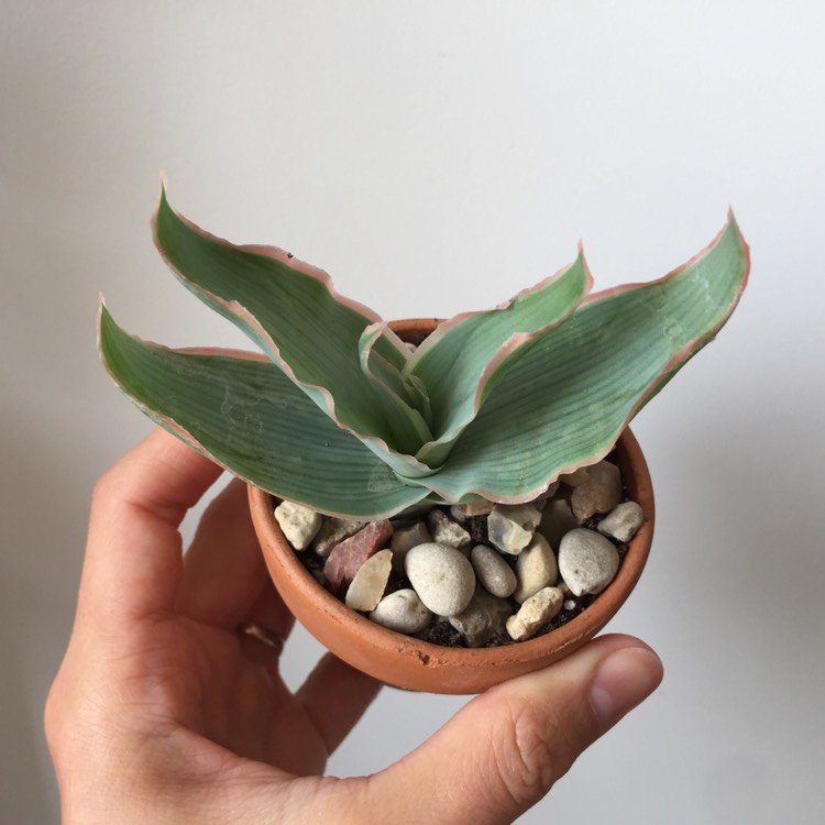 Plant image Aloe Striata