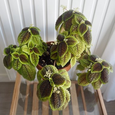 Pilea mollis 'Moon Valley'