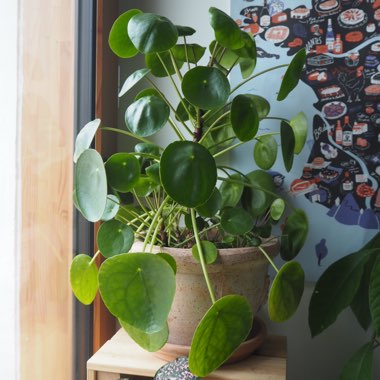 Pilea peperomioides