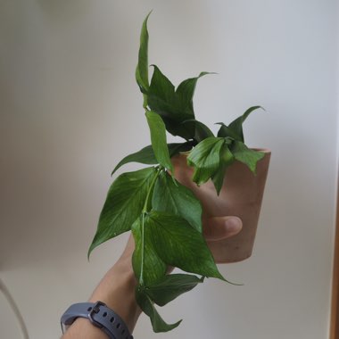 Hoya Polyneura