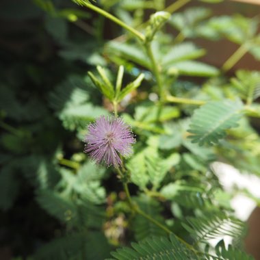 Mimosa pudica