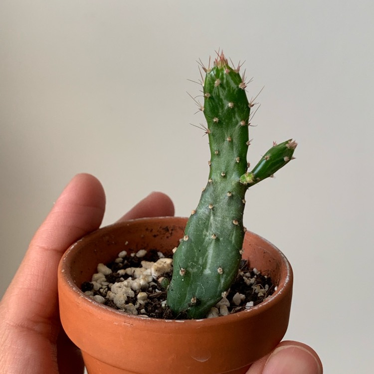 Plant image Opuntia monacantha