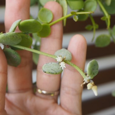 Dischidia nummularia