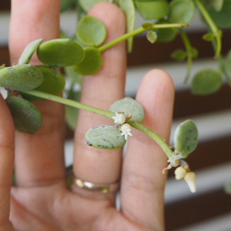 Plant image Dischidia nummularia