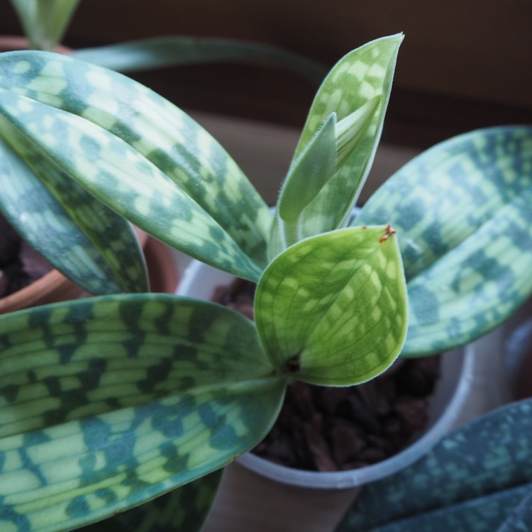 Plant image Paphiopedilum maudiae 'Femma'